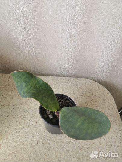 Сансевиерии сортовые