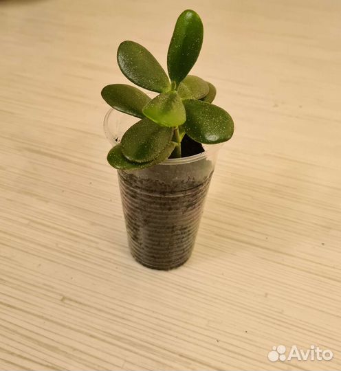 Толстянка, денежное дерево цветок