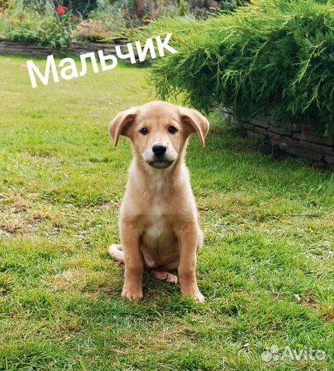 Малыши щенята