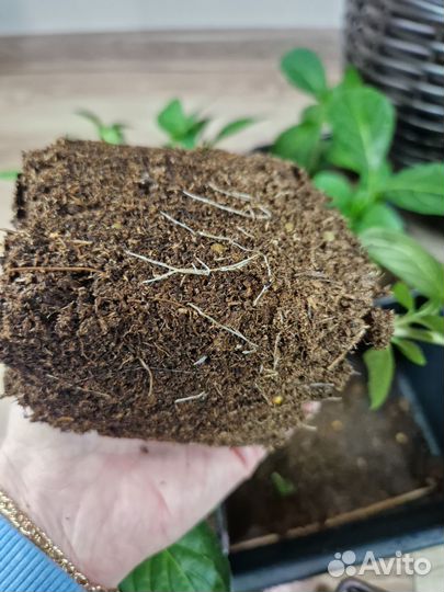 Гортензия Сбежавшая Невеста