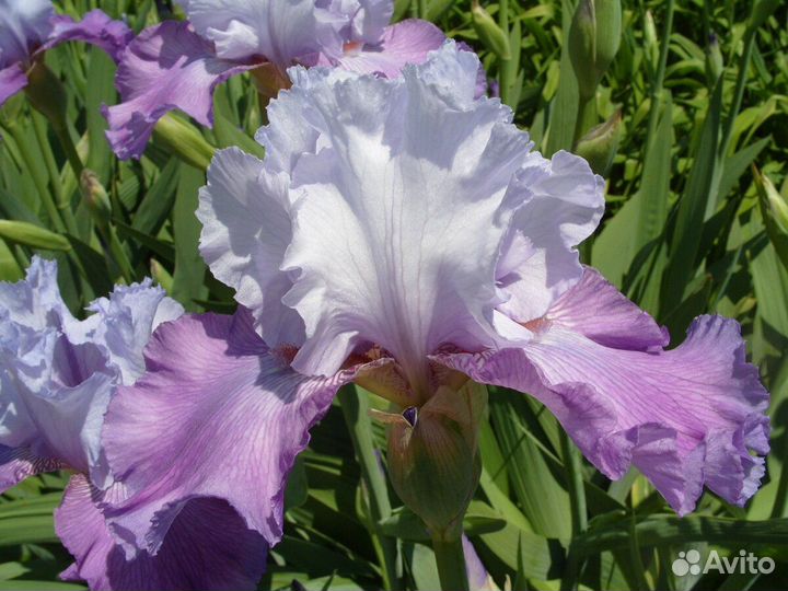 Ирис крупный сортовой