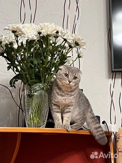 Ищем жениха для кошечки