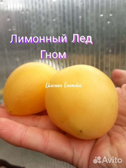 Семена томатов Гномы