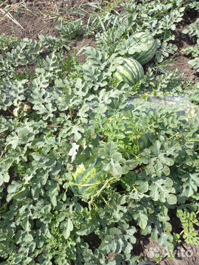 Арбуз оптом