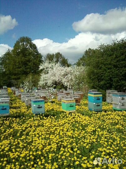 Матки, карника и бакфаст, пчелопакеты