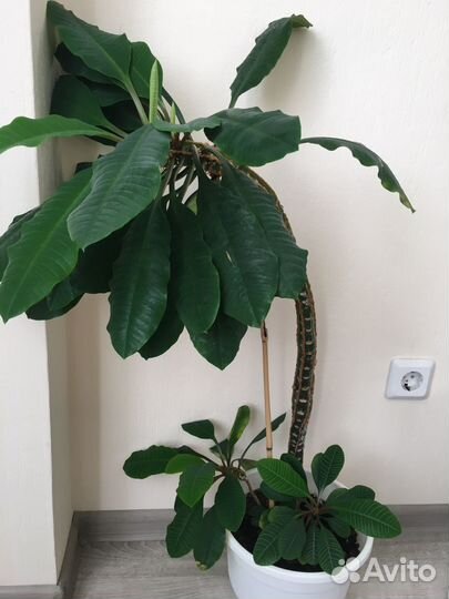 Молочай