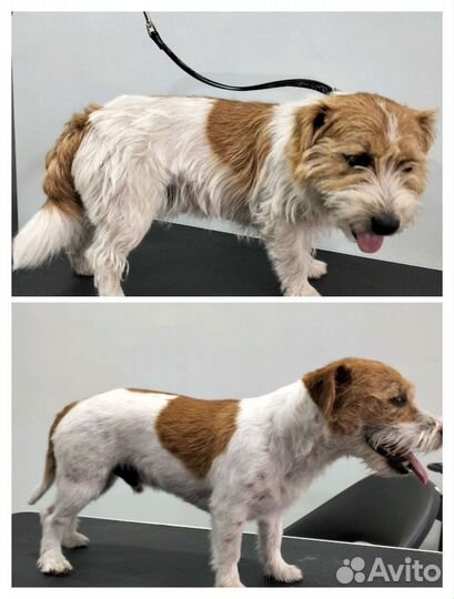 Груминг собак и кошек