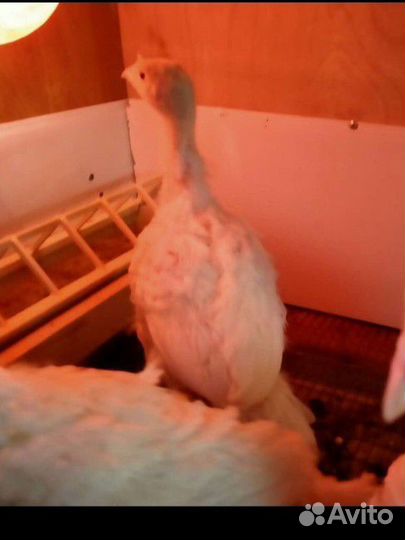 Индюки хайбрид конвертер