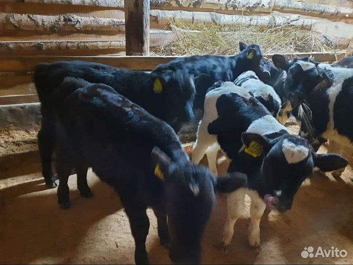 Телята бычки