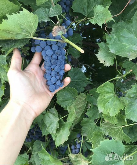 Винный виноград изабелла