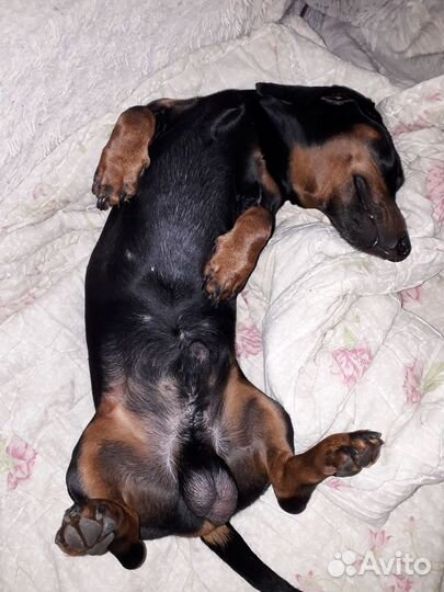 Вязка кобель такса