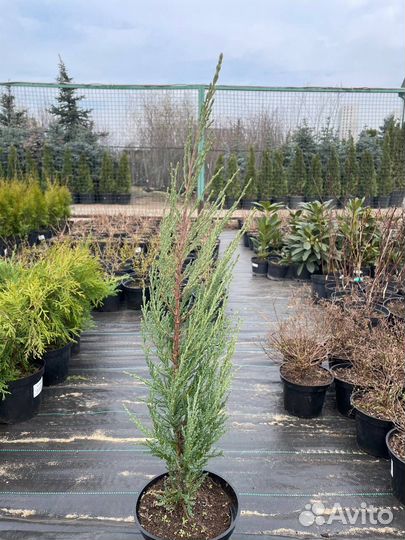 Можжевельники из питомника оптом