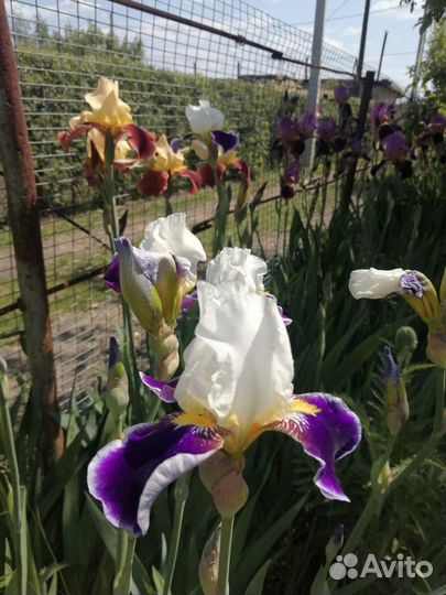 Ирис в ассортименте