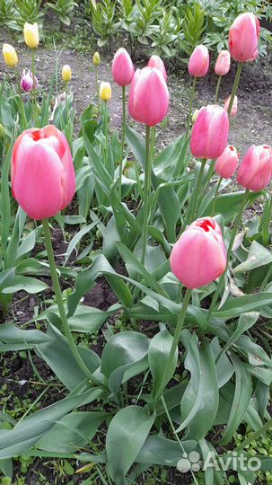 Луковицы тюльпанов