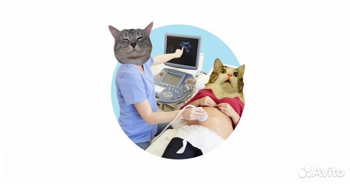 Узи кошке. узи коту. узи собаке