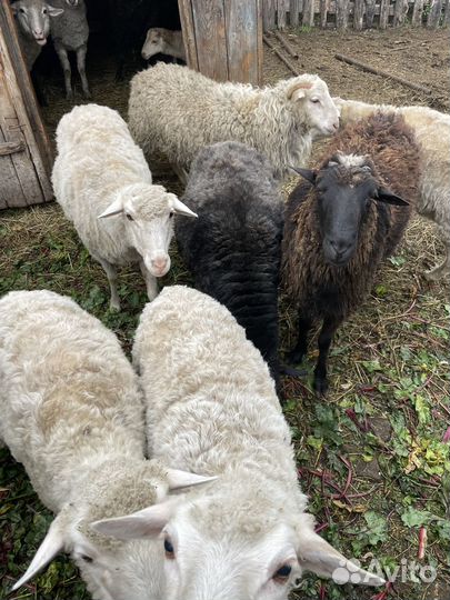 Овцы бараны