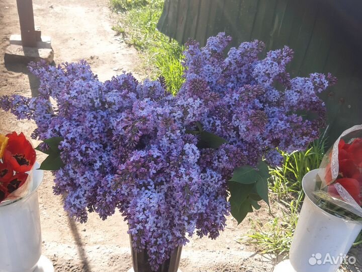 Букет из сирени