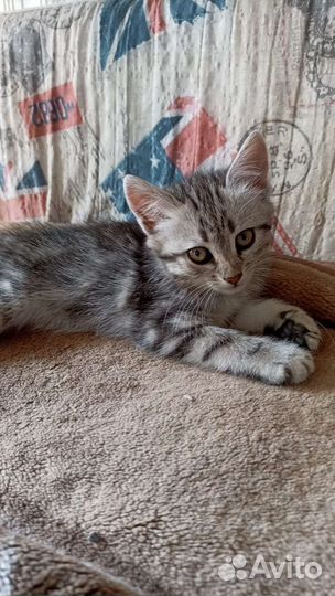 Котята кошка кот