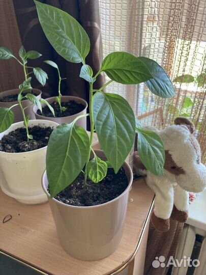 Перец болгарский