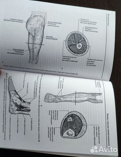 Учебное пособие анатомия мышц