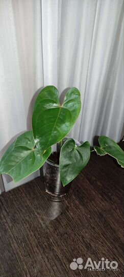 Антуриум Азиатский дракон (Артëмка)