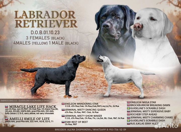 Лабрадор ретривер