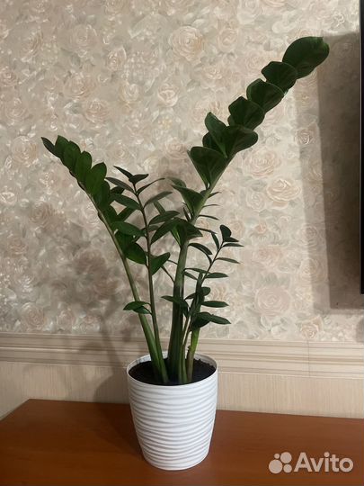 Замиокулькас в горшке 5л