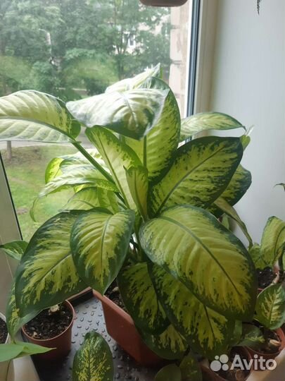 Диффенбахия Se Lemon Trop