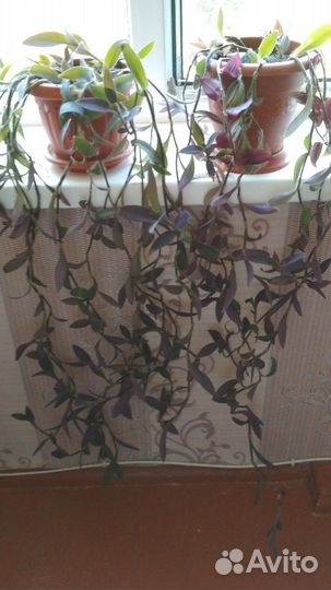 Традесканция пурпурная