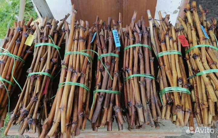 Черенки (чубуки) винограда
