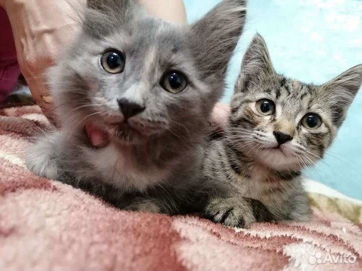 Кошки в добрые руки