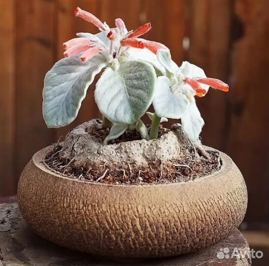 Синнингия леукотриха