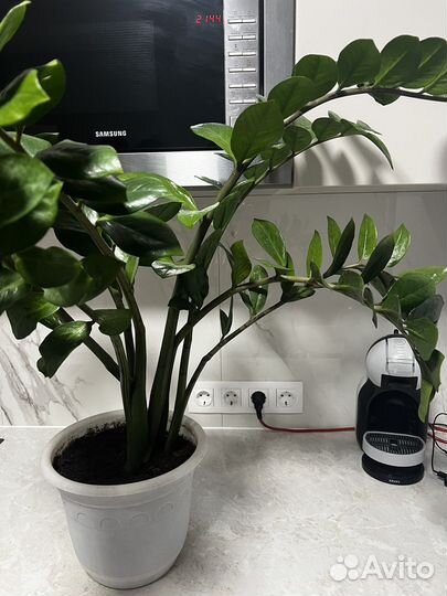 Замиокулькас