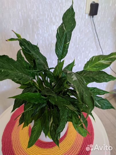 Спатифиллум gemini