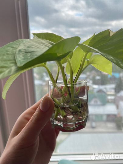 Эпипремнум неон