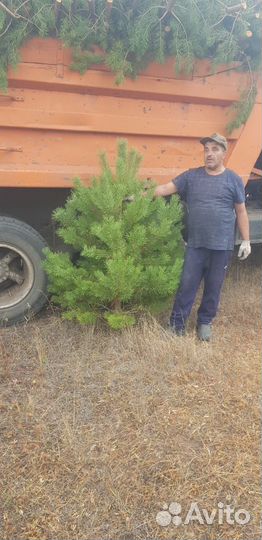 Сосна новогодняя оптом