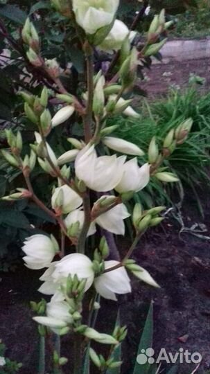 Юкка нитчатая