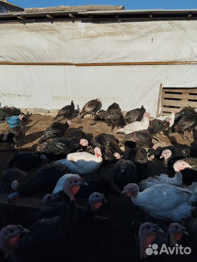 Продаются Индюки