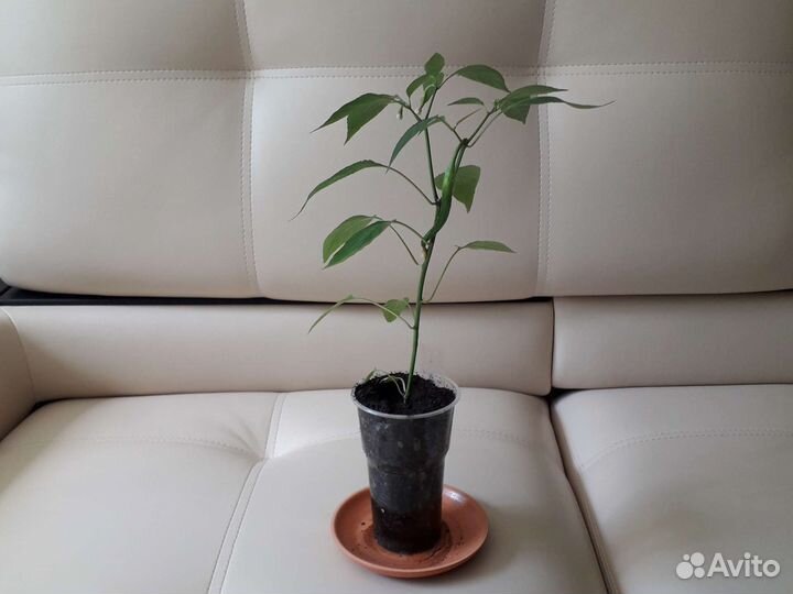 Перец острый Феникс, бархатцы рассада