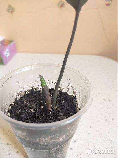 Зимиакулькас черный