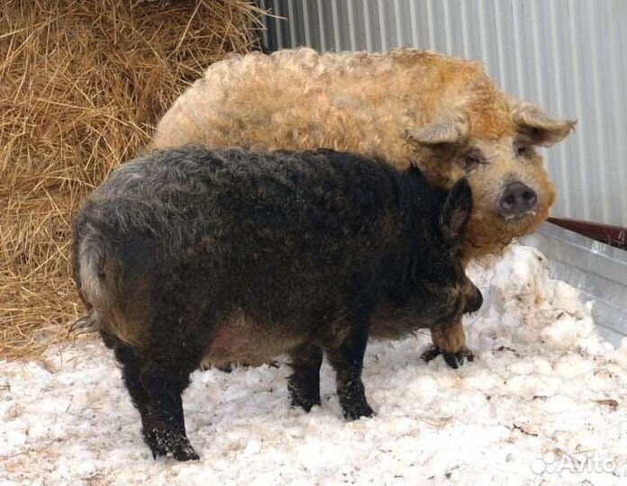 Забой скота