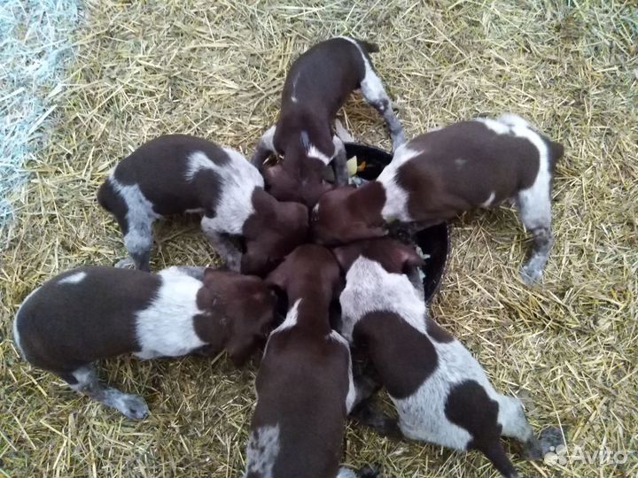 Щенки курцхаара