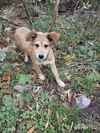 Собака в добрые руки