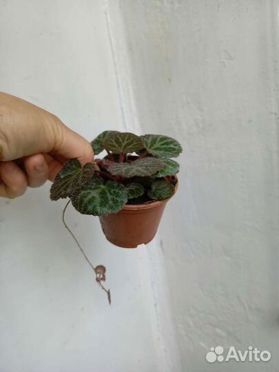 Цветы комнатные