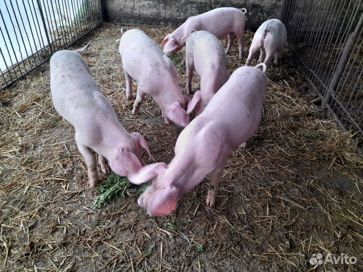 Поросята