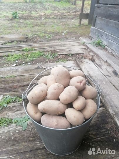 Продам картофель с доставкой до подъезда