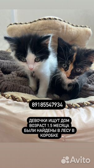 Кошки