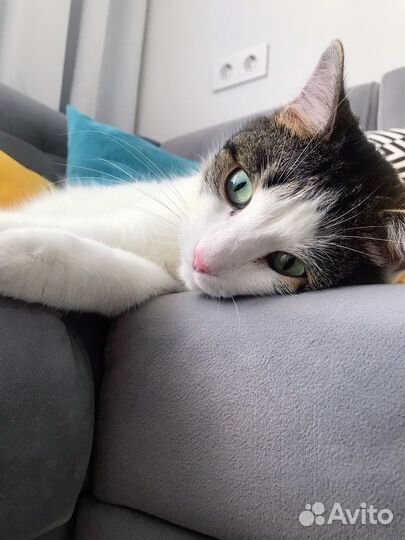 Мягкий котик ищет хозяев