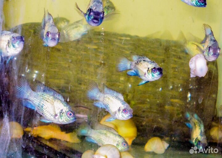 Наннакара электрик блю