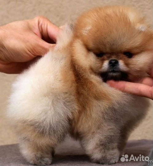 Шпиц девочка